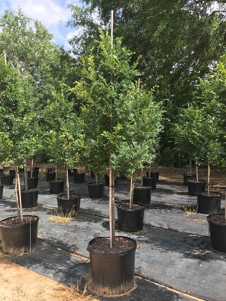 ulmus-parvifolia-upmtf-chinese-elm-bosque-lacebark-elm