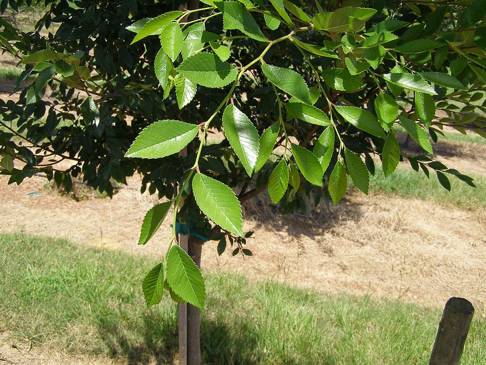 ulmus-parvifolia-upmtf-chinese-elm-bosque-lacebark-elm