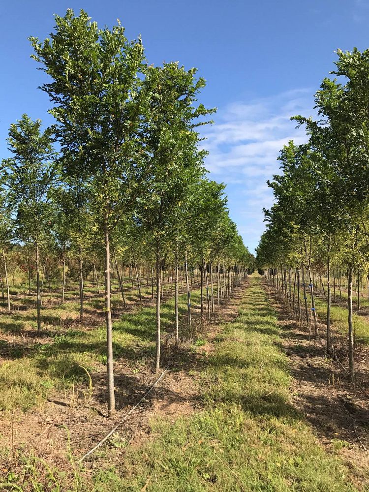 ulmus-parvifolia-upmtf-chinese-elm-bosque-lacebark-elm