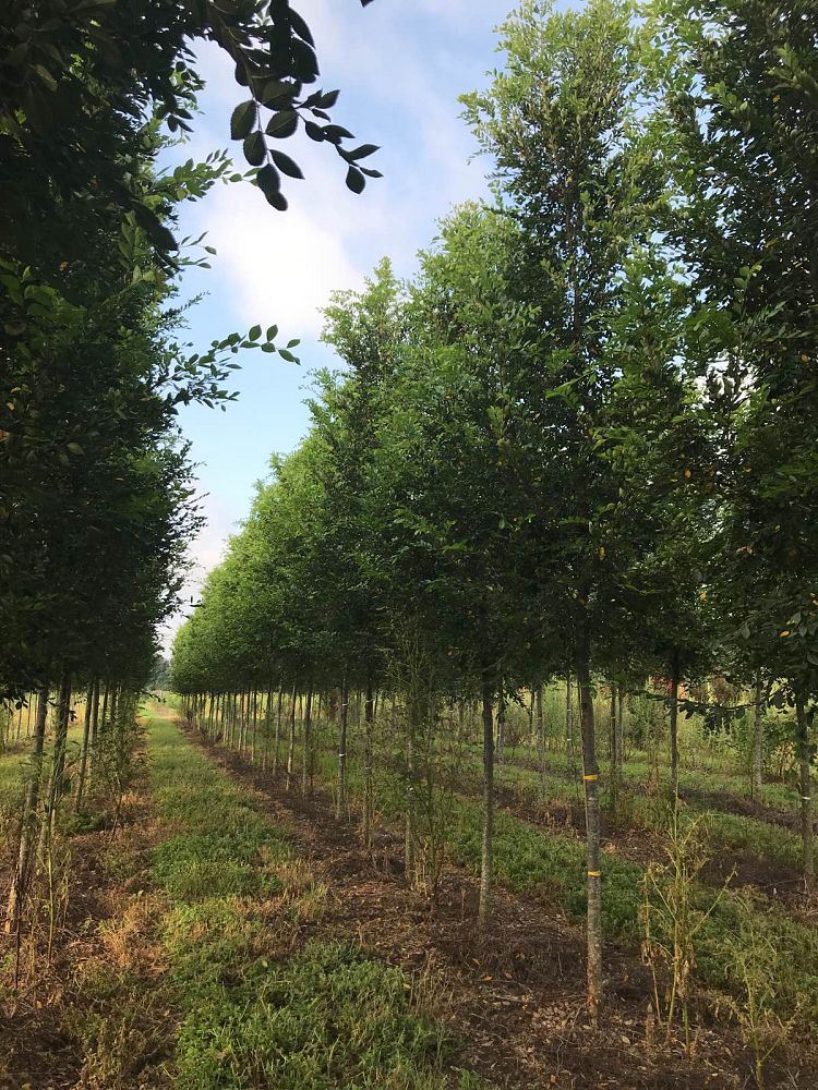 ulmus-parvifolia-upmtf-chinese-elm-bosque-lacebark-elm