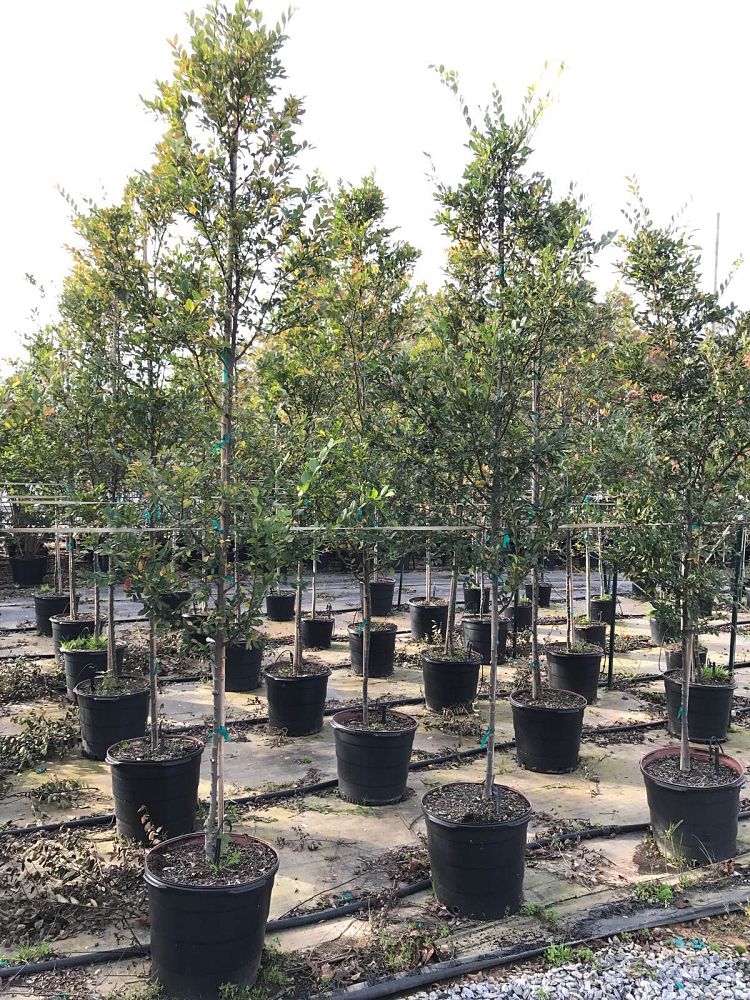 ulmus-parvifolia-upmtf-chinese-elm-bosque-lacebark-elm