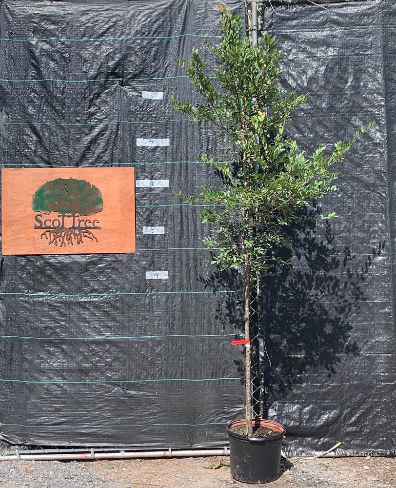 ulmus-parvifolia-upmtf-chinese-elm-bosque-lacebark-elm
