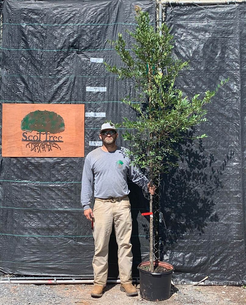 ulmus-parvifolia-upmtf-chinese-elm-bosque-lacebark-elm