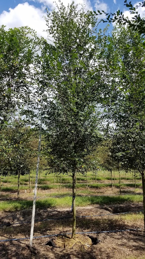 ulmus-parvifolia-upmtf-chinese-elm-bosque-lacebark-elm