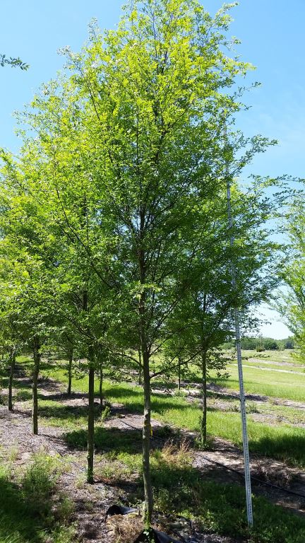 ulmus-parvifolia-upmtf-chinese-elm-bosque-lacebark-elm