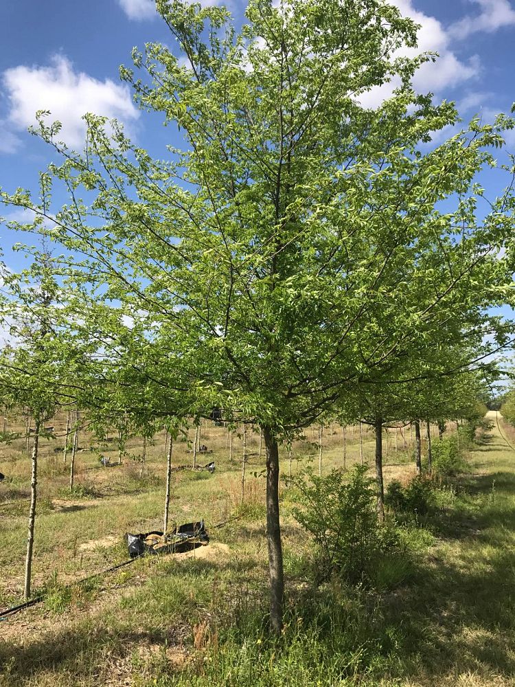 ulmus-parvifolia-upmtf-chinese-elm-bosque-lacebark-elm
