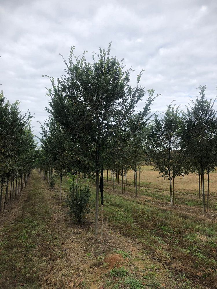 King's Sunset Nursery, Inc | plantANT.com