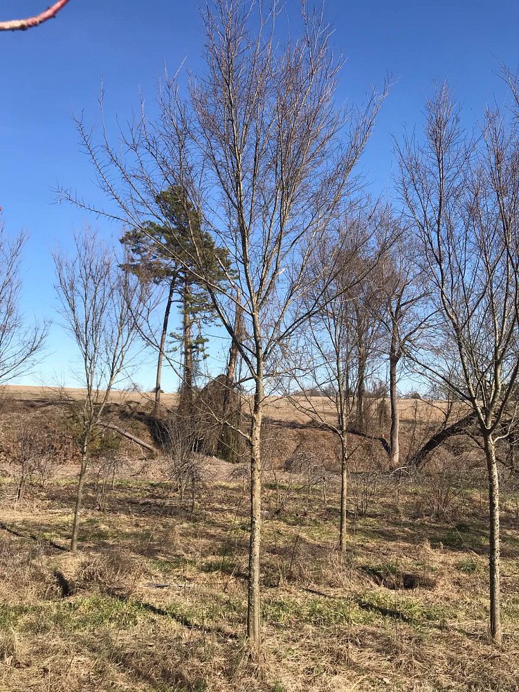 ulmus-parvifolia-upmtf-chinese-elm-bosque-lacebark-elm