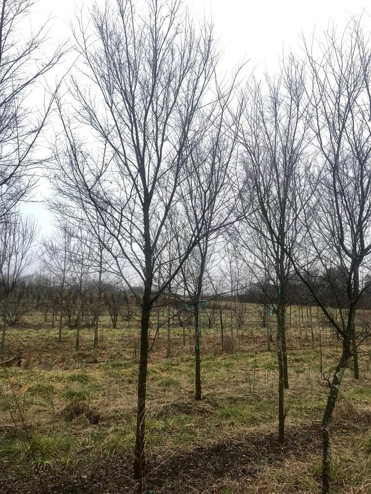 ulmus-parvifolia-upmtf-chinese-elm-bosque-lacebark-elm