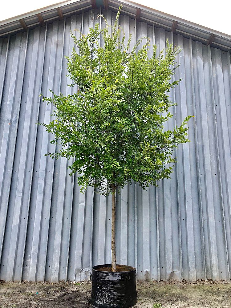 ulmus-parvifolia-upmtf-chinese-elm-bosque-lacebark-elm