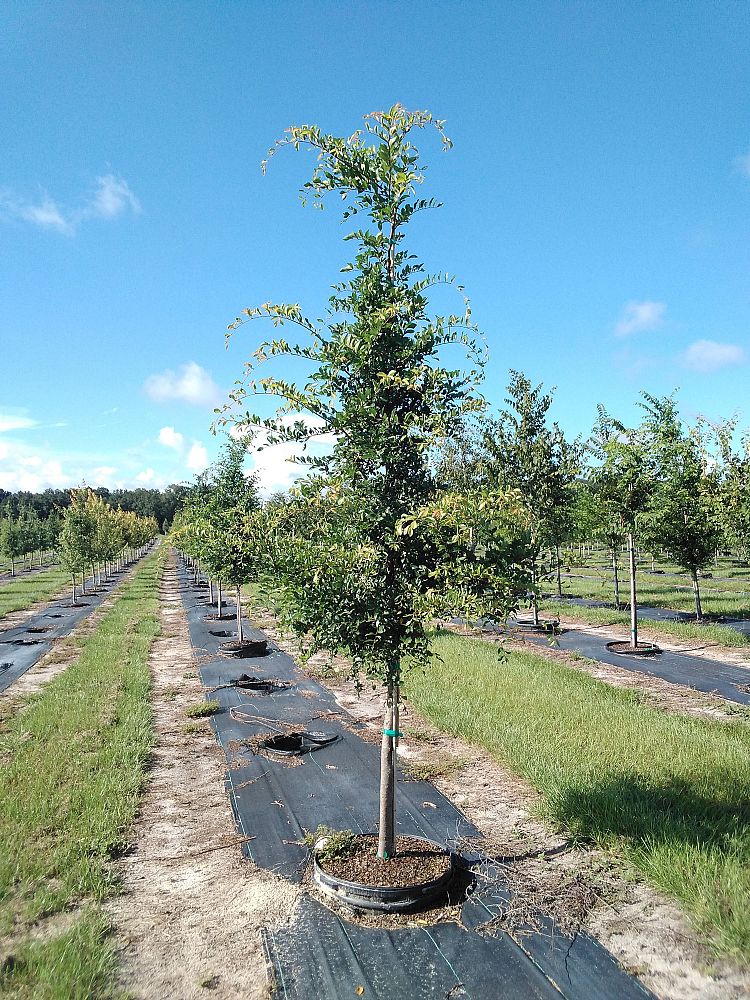 ulmus-parvifolia-upmtf-chinese-elm-bosque-lacebark-elm