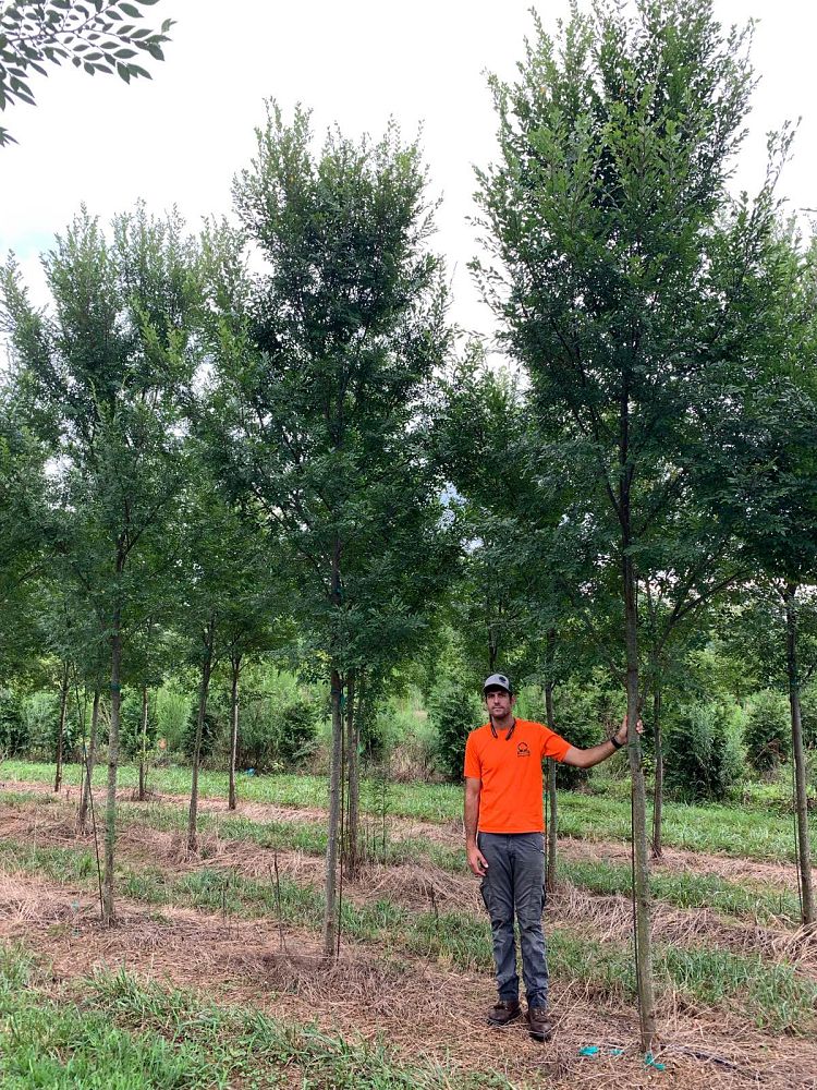 ulmus-parvifolia-upmtf-chinese-elm-bosque-lacebark-elm