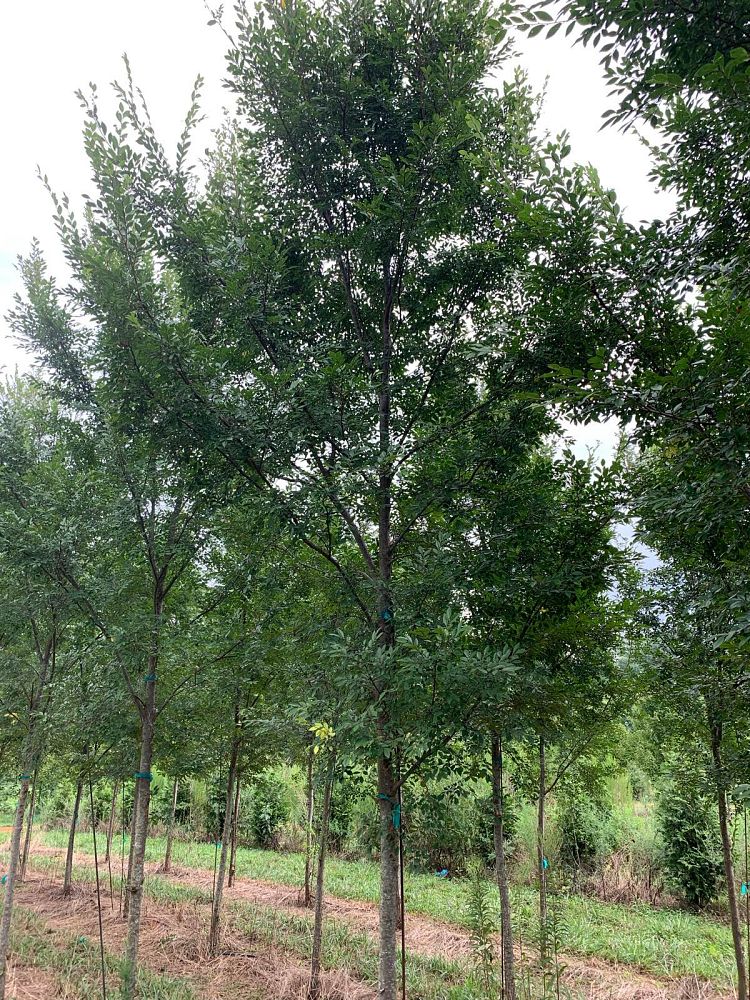 ulmus-parvifolia-upmtf-chinese-elm-bosque-lacebark-elm