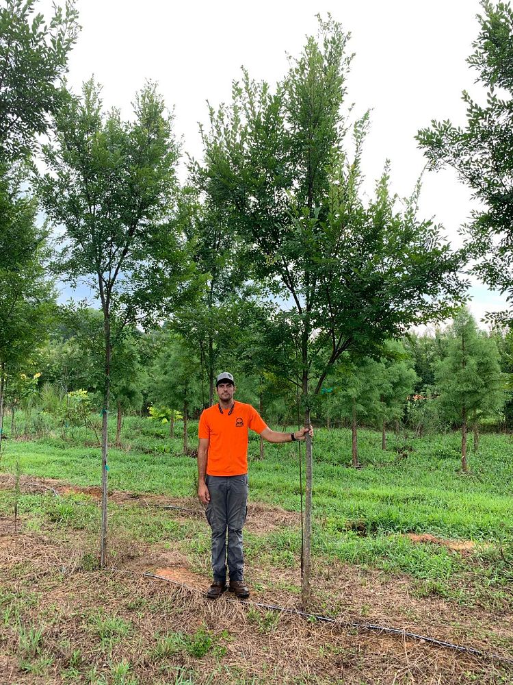 ulmus-parvifolia-upmtf-chinese-elm-bosque-lacebark-elm