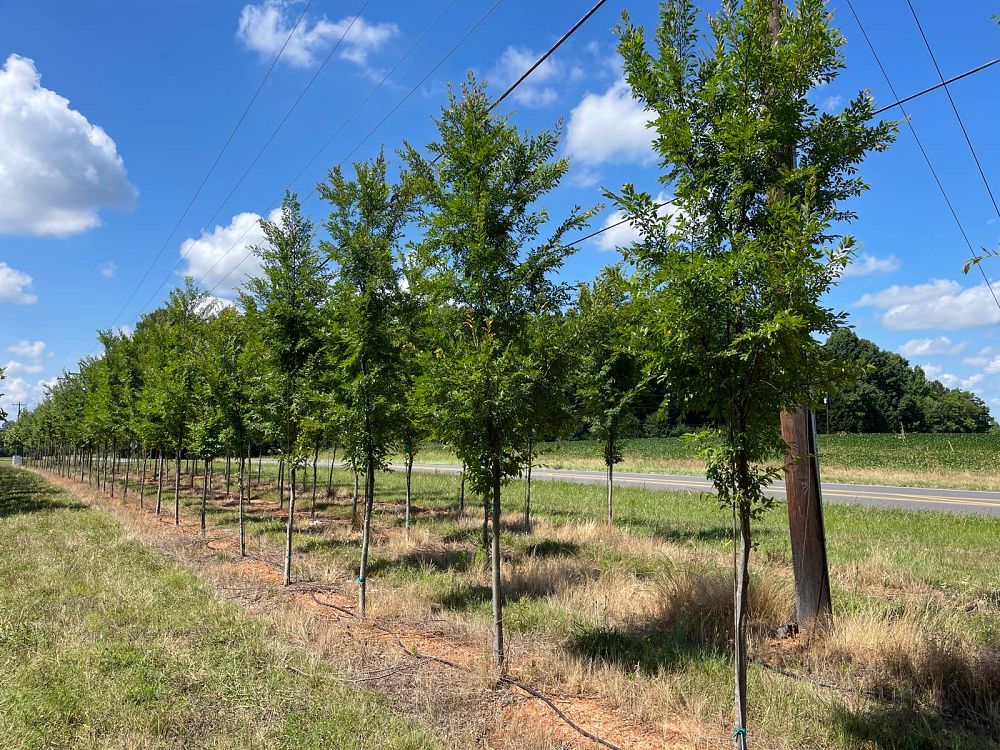 ulmus-parvifolia-upmtf-chinese-elm-bosque-lacebark-elm
