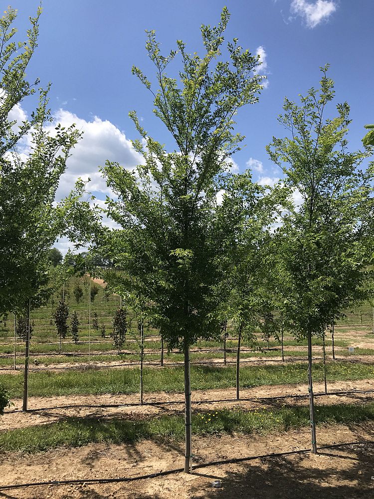 ulmus-parvifolia-upmtf-chinese-elm-bosque-lacebark-elm