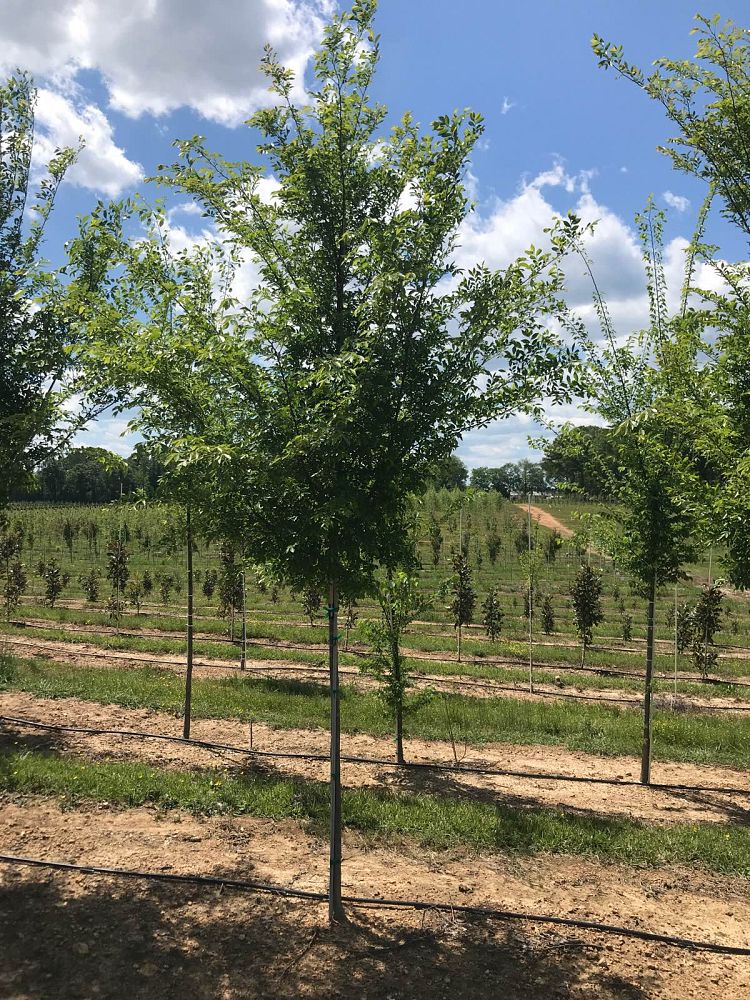ulmus-parvifolia-upmtf-chinese-elm-bosque-lacebark-elm