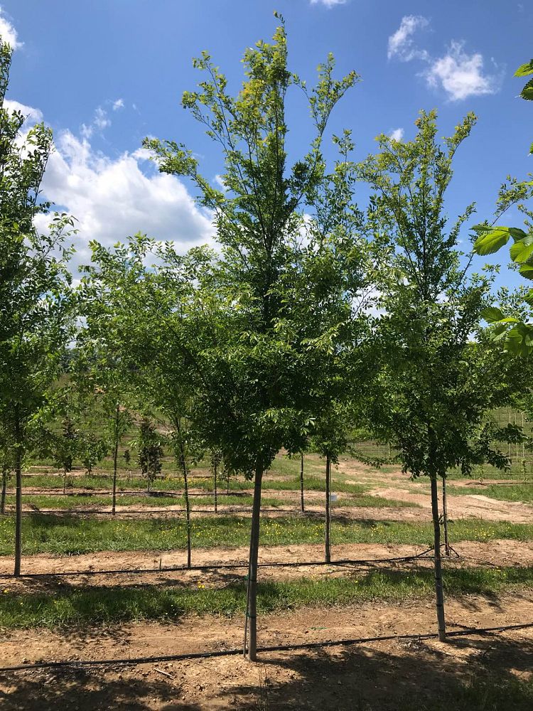 ulmus-parvifolia-upmtf-chinese-elm-bosque-lacebark-elm