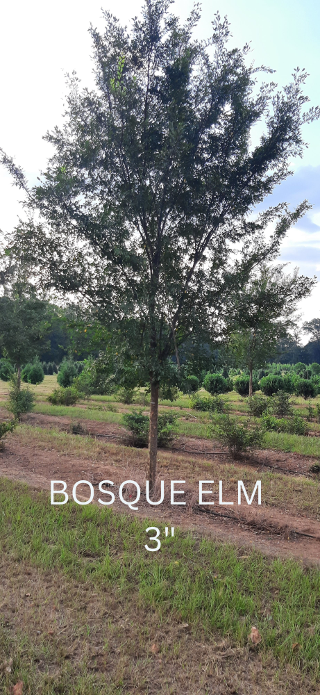 ulmus-parvifolia-upmtf-chinese-elm-bosque-lacebark-elm