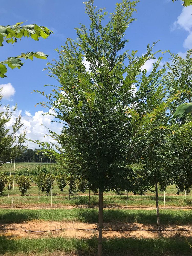 ulmus-parvifolia-upmtf-chinese-elm-bosque-lacebark-elm