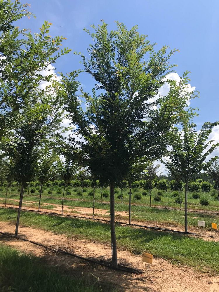 ulmus-parvifolia-upmtf-chinese-elm-bosque-lacebark-elm