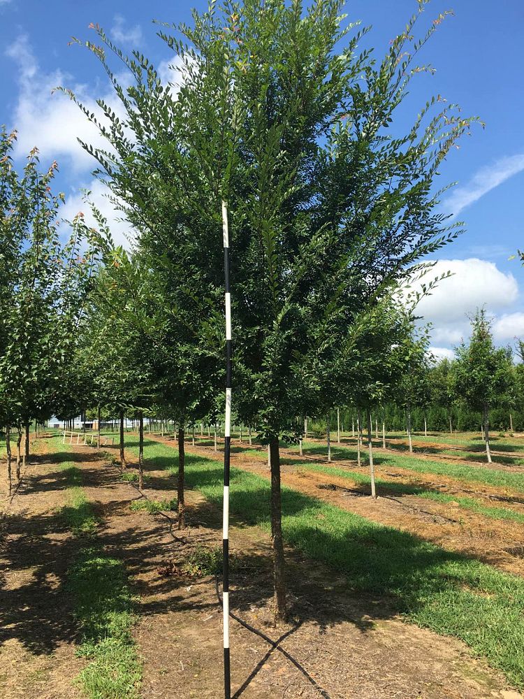 ulmus-parvifolia-upmtf-chinese-elm-bosque-lacebark-elm