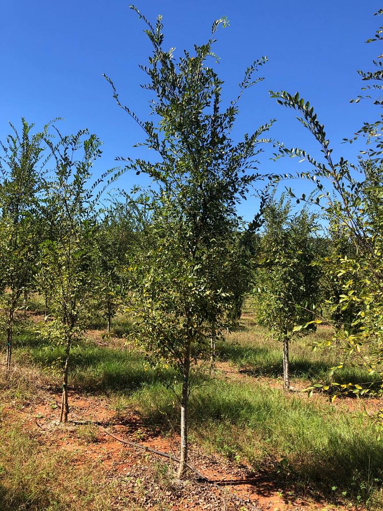 ulmus-parvifolia-upmtf-chinese-elm-bosque-lacebark-elm