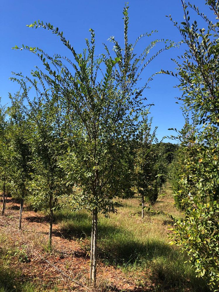 ulmus-parvifolia-upmtf-chinese-elm-bosque-lacebark-elm