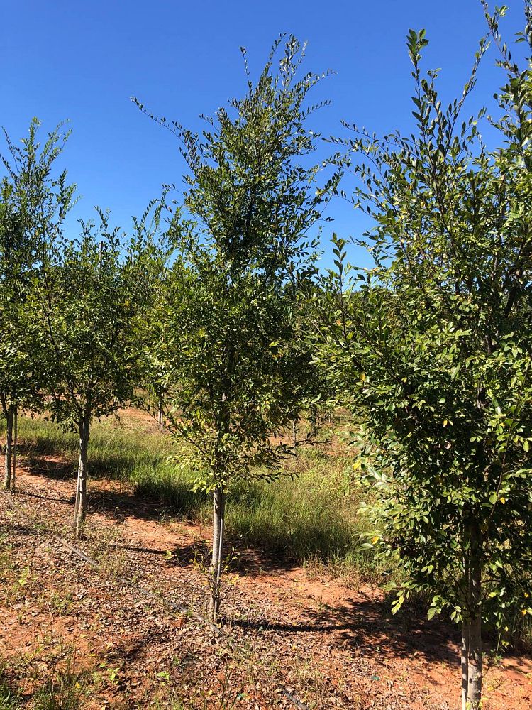 ulmus-parvifolia-upmtf-chinese-elm-bosque-lacebark-elm