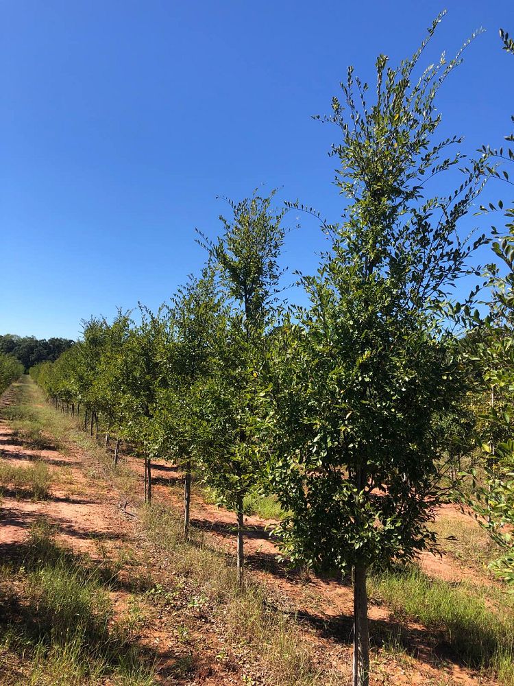 ulmus-parvifolia-upmtf-chinese-elm-bosque-lacebark-elm