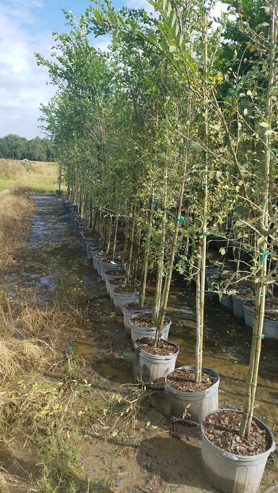 ulmus-parvifolia-upmtf-chinese-elm-bosque-lacebark-elm