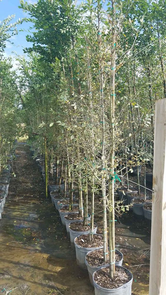 ulmus-parvifolia-upmtf-chinese-elm-bosque-lacebark-elm