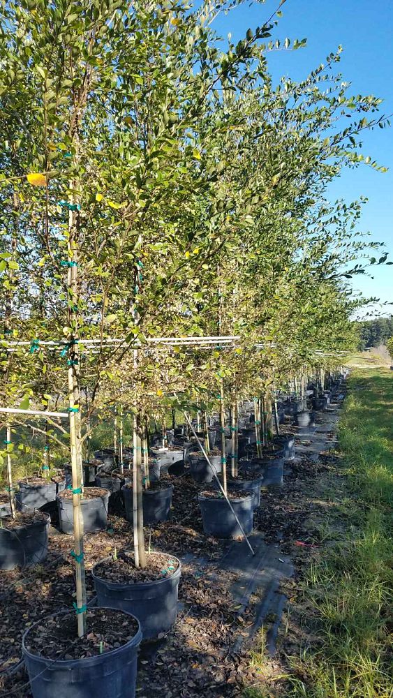 ulmus-parvifolia-upmtf-chinese-elm-bosque-lacebark-elm