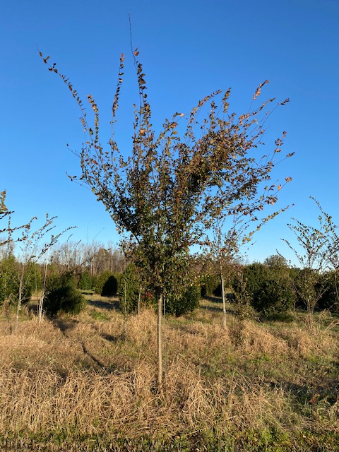 ulmus-parvifolia-upmtf-chinese-elm-bosque-lacebark-elm