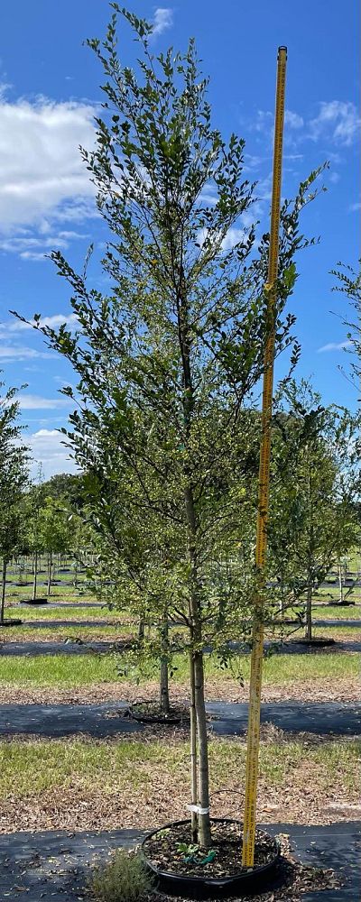ulmus-parvifolia-upmtf-chinese-elm-bosque-lacebark-elm