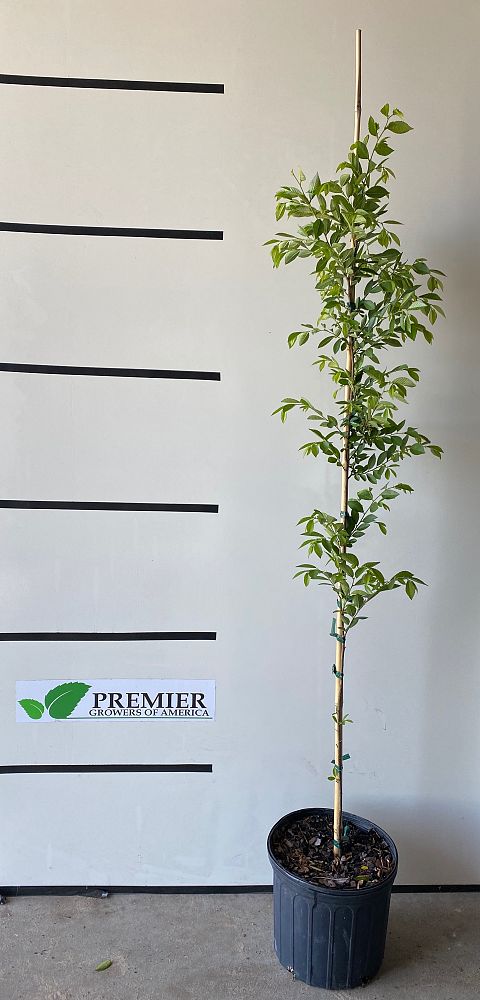 ulmus-parvifolia-upmtf-chinese-elm-bosque-lacebark-elm