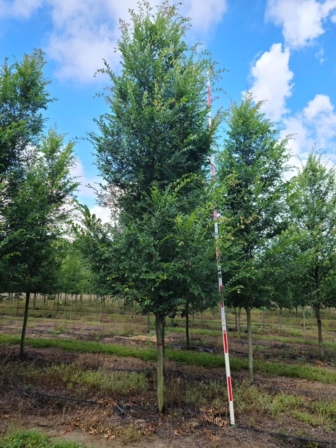 ulmus-parvifolia-upmtf-chinese-elm-bosque-lacebark-elm