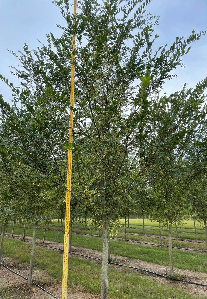 ulmus-parvifolia-upmtf-chinese-elm-bosque-lacebark-elm