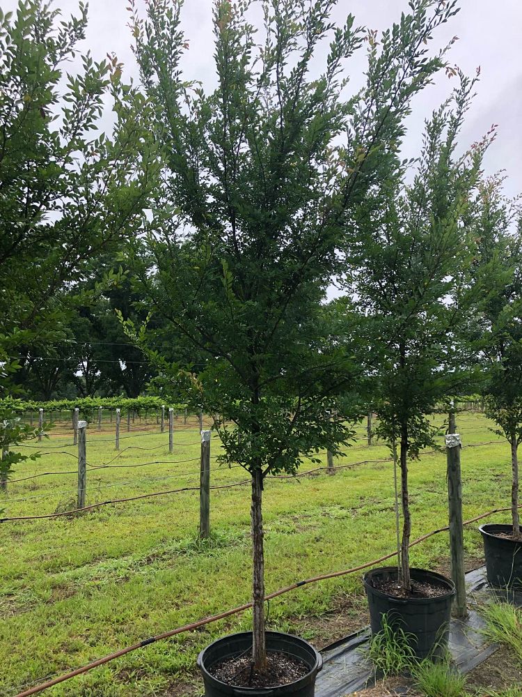 ulmus-parvifolia-upmtf-chinese-elm-bosque-lacebark-elm