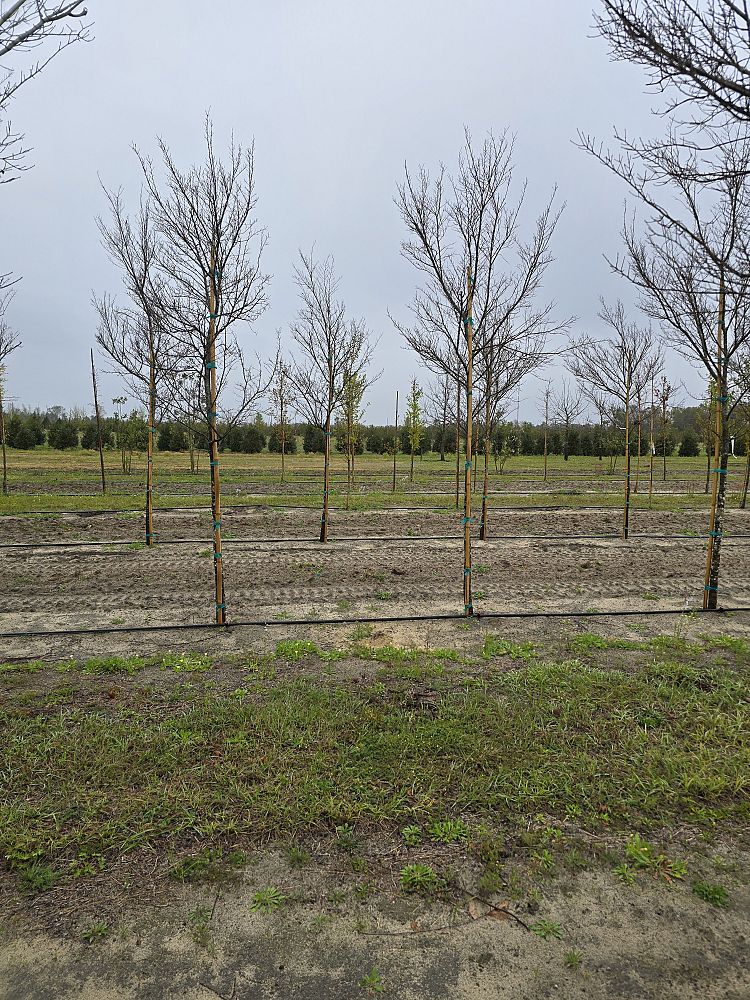 ulmus-parvifolia-upmtf-chinese-elm-bosque-lacebark-elm