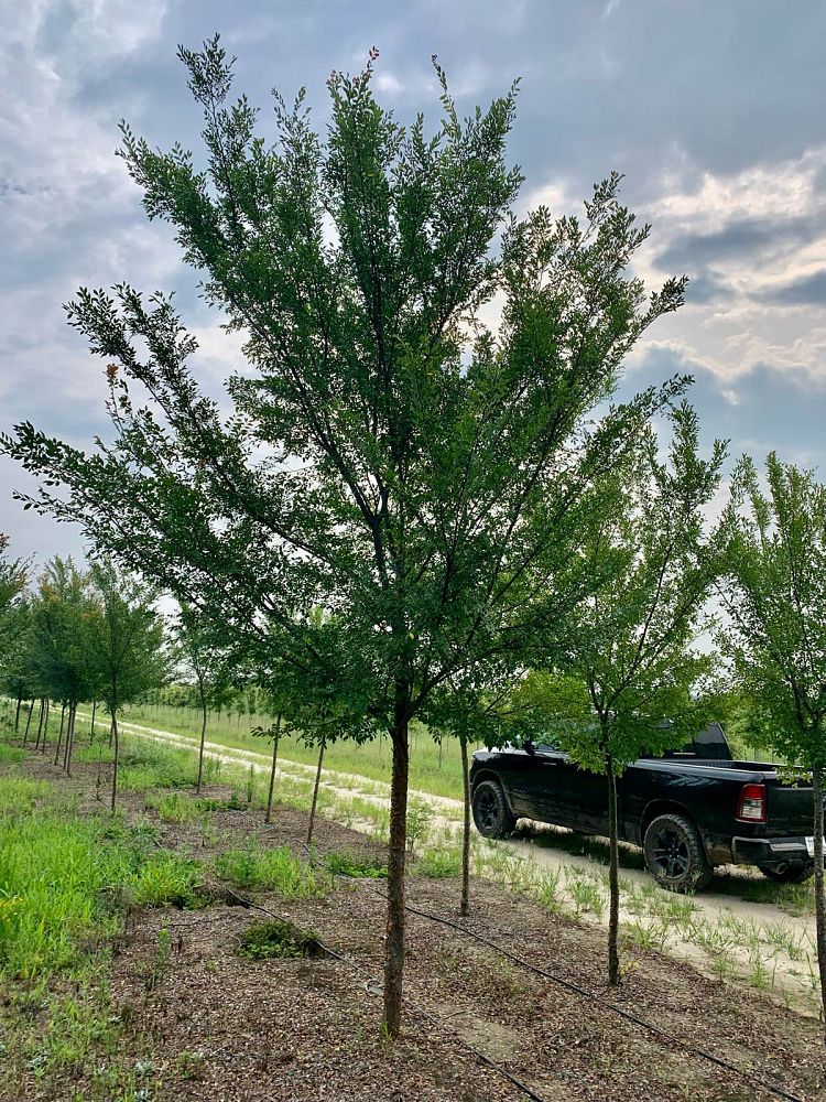 ulmus-parvifolia-upmtf-chinese-elm-bosque-lacebark-elm