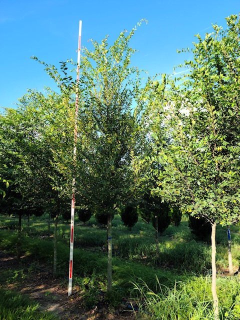 ulmus-parvifolia-upmtf-chinese-elm-bosque-lacebark-elm