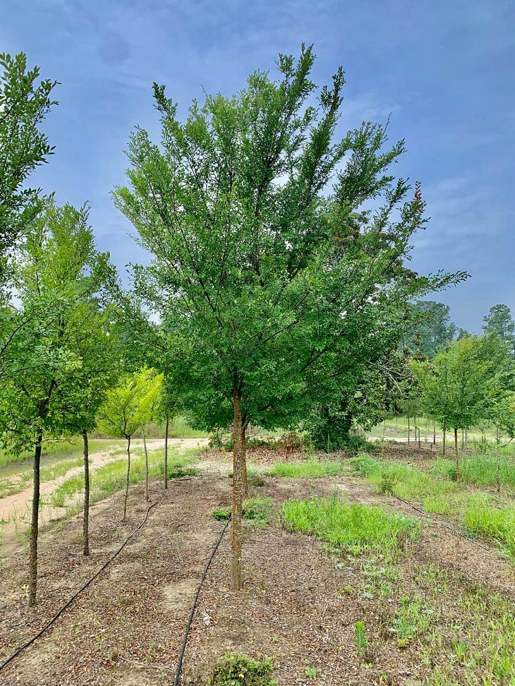 ulmus-parvifolia-upmtf-chinese-elm-bosque-lacebark-elm