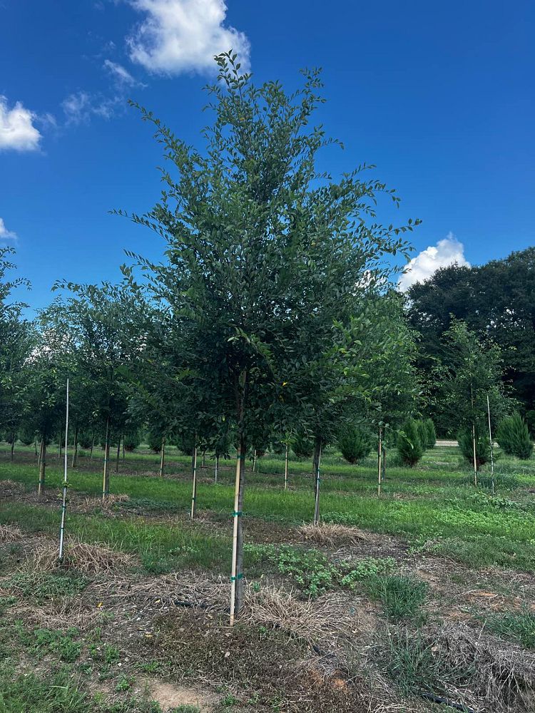 ulmus-parvifolia-upmtf-chinese-elm-bosque-lacebark-elm