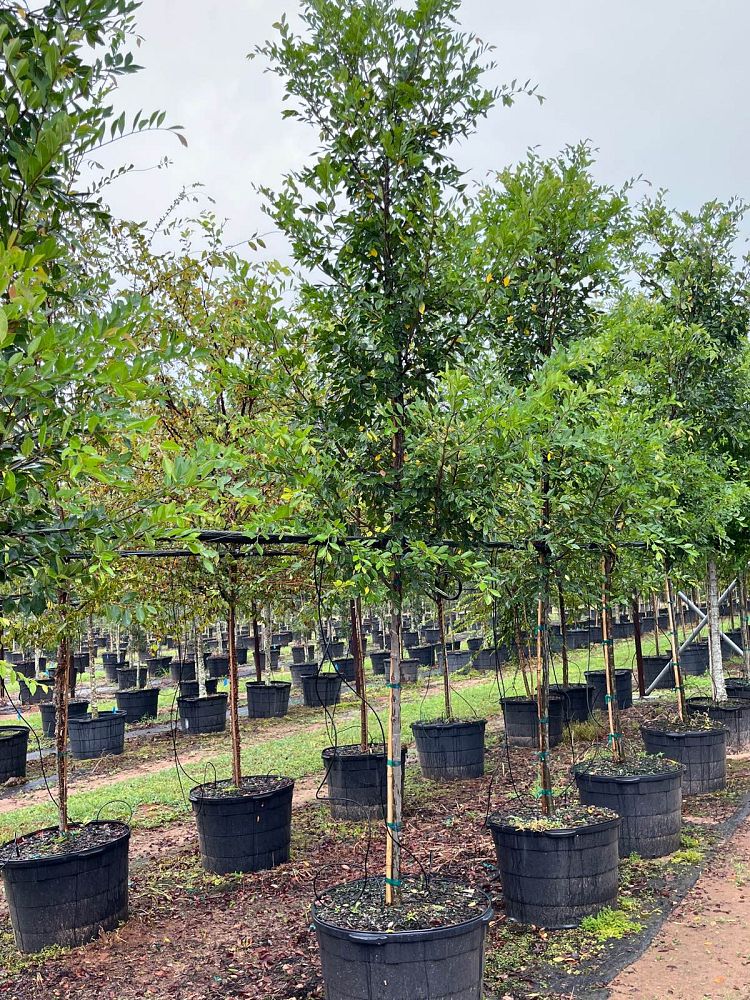 ulmus-parvifolia-upmtf-chinese-elm-bosque-lacebark-elm
