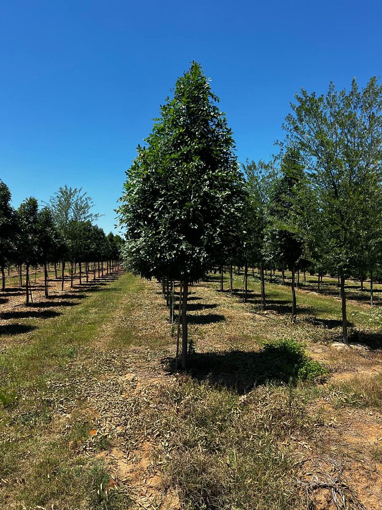 ulmus-parvifolia-upmtf-chinese-elm-bosque-lacebark-elm