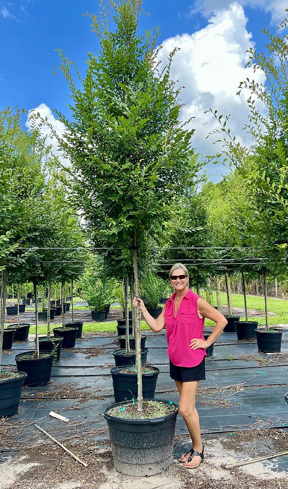 ulmus-parvifolia-upmtf-chinese-elm-bosque-lacebark-elm