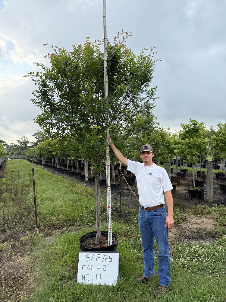 ulmus-parvifolia-upmtf-chinese-elm-bosque-lacebark-elm
