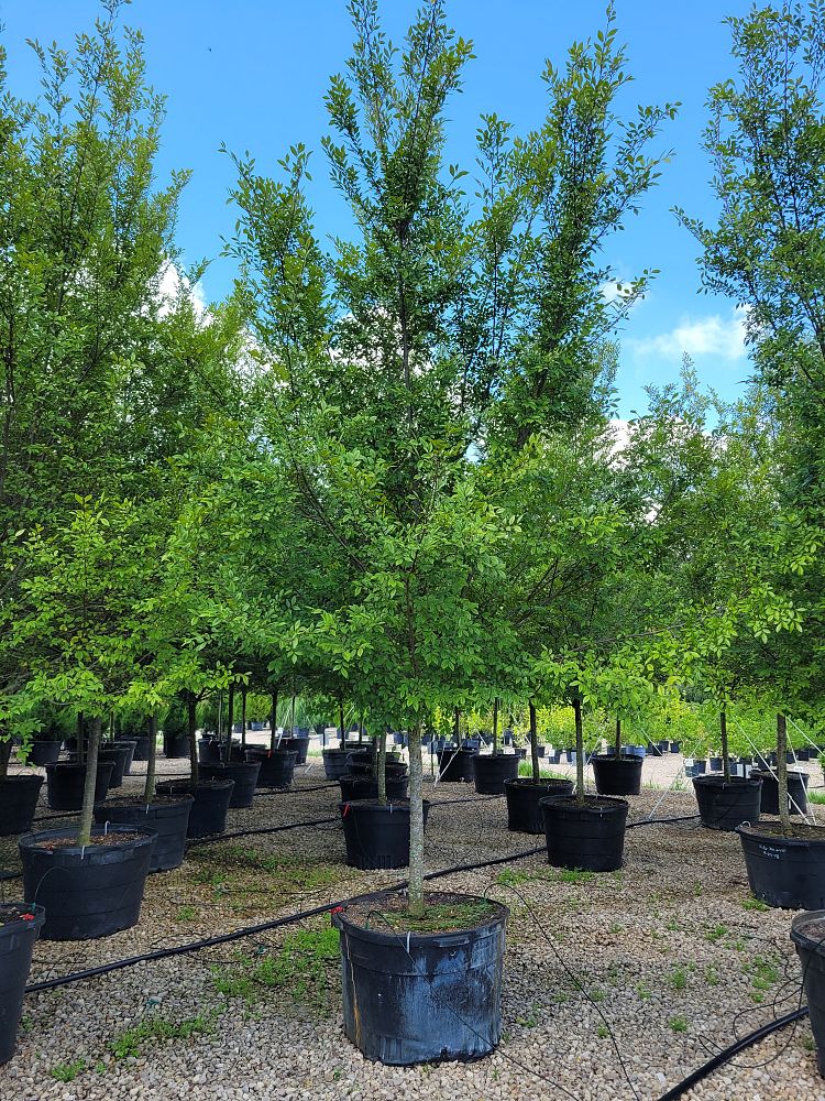 ulmus-parvifolia-upmtf-chinese-elm-bosque-lacebark-elm