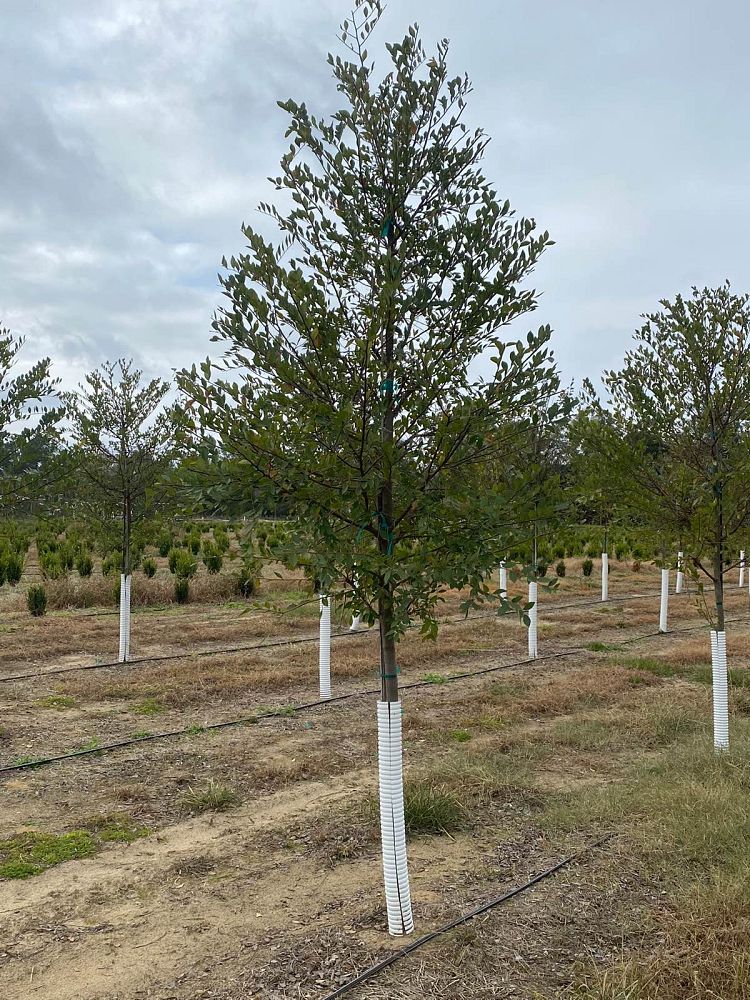 ulmus-parvifolia-upmtf-chinese-elm-bosque-lacebark-elm